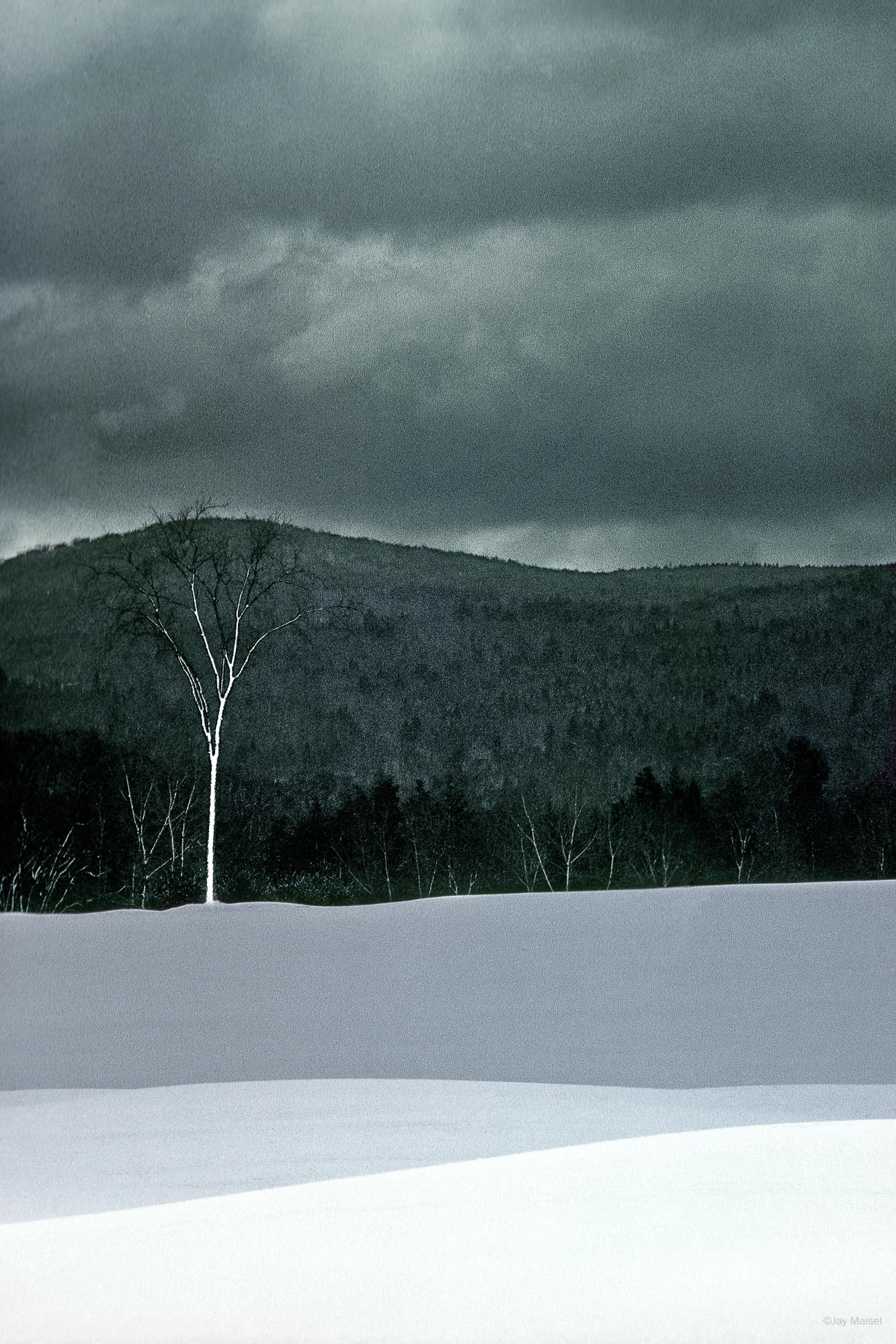 A single bare white birch tree stands against a dark forested hillside under a heavy gray sky, with a snowfield filling the lower half of the frame.
