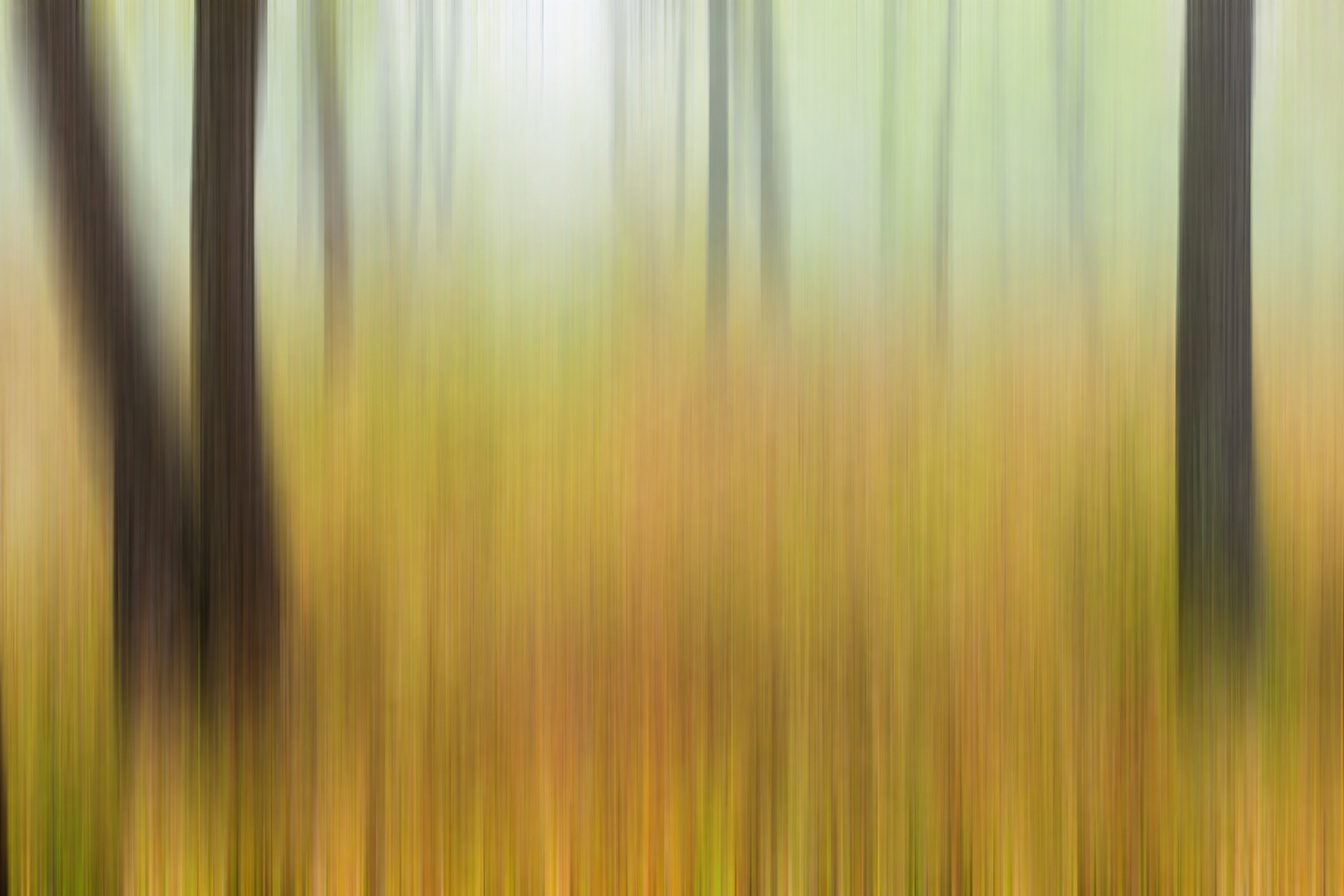 Vertical intentional-camera-movement blur of a forest, with dark tree trunks streaking against bands of green and gold.