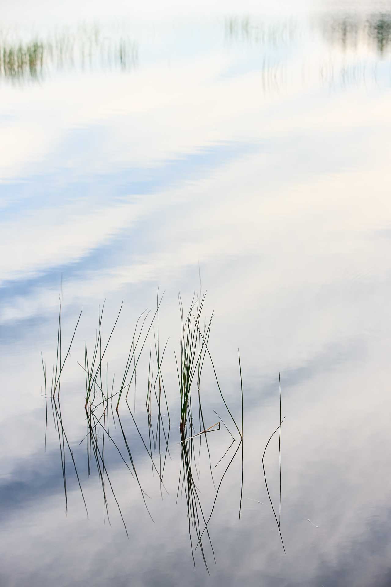 Sharp green reeds rising from still water, with a soft out-of-focus reflection of grasses and sky behind them.